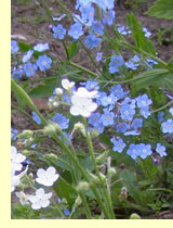 Незабудки (Myosotis) Незабудки (Myosotis)